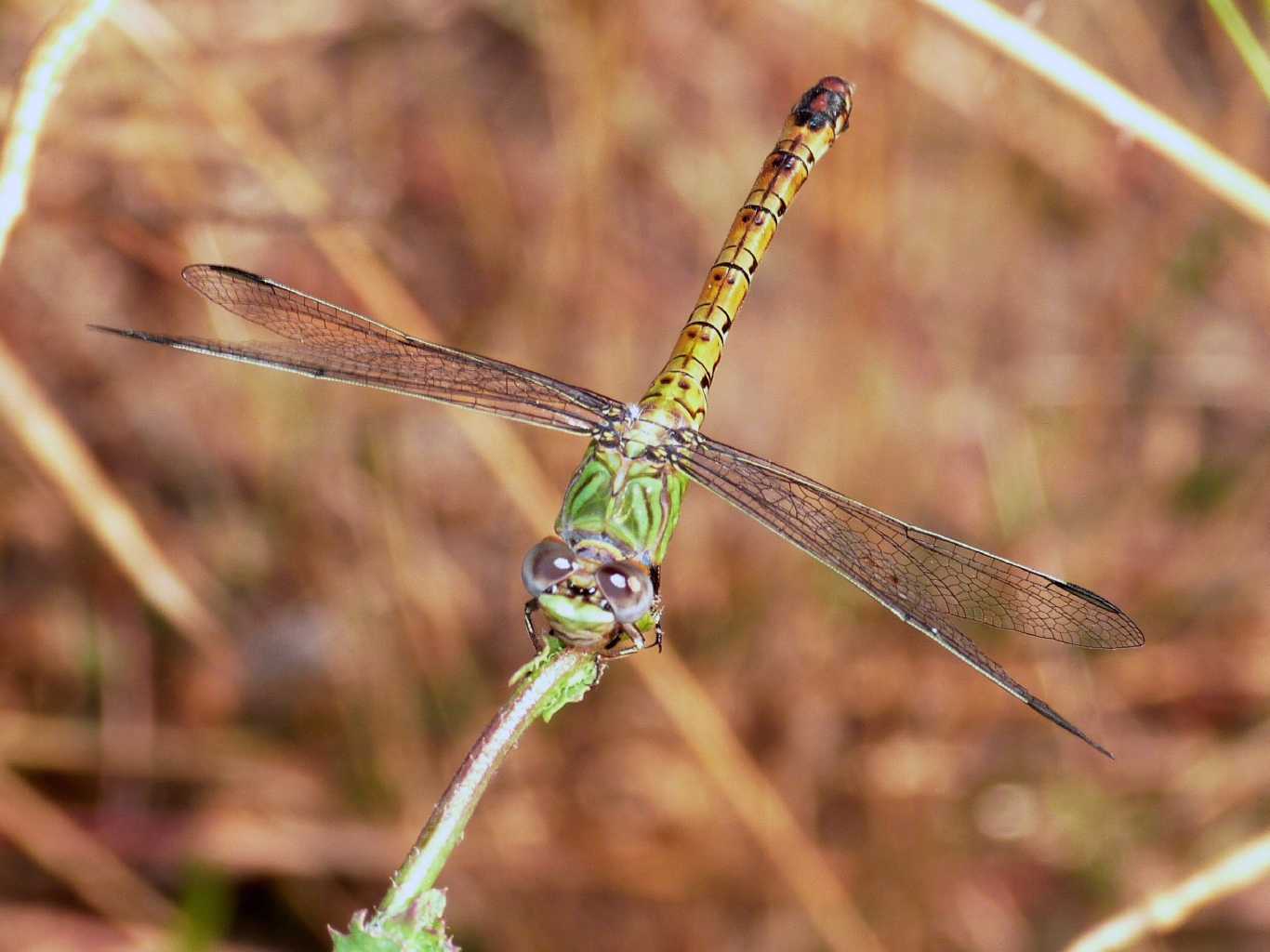 Femmina di Paragomphus genei